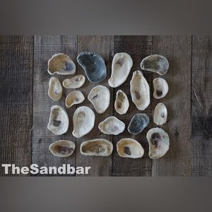 Florida Oyster Shells Smooth Edge Oyster FL Beach Shells Vase Filler TheSandbar